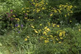 Attēlu rezultāti vaicājumam “Hieracium laevigatum”