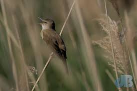 Attēlu rezultāti vaicājumam “Acrocephalus arundinaceus adult”