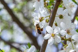 Attēlu rezultāti vaicājumam “Prunus cerasifera var. divaricata flower”