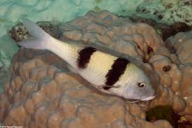 Image result for Parupeneus trifasciatus