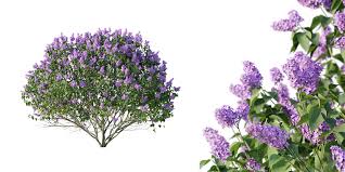 Attēlu rezultāti vaicājumam “Syringa vulgaris flower”