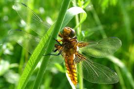 Attēlu rezultāti vaicājumam “Libellula depressa female”