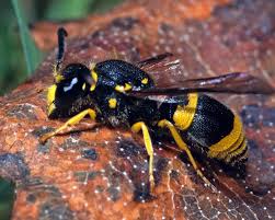 Attēlu rezultāti vaicājumam “Ancistrocerus sp. male”