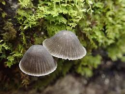Attēlu rezultāti vaicājumam “Mycena abramsii”