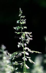 Attēlu rezultāti vaicājumam “Poa palustris”