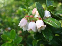 Attēlu rezultāti vaicājumam “Vaccinium vitis-idaea flower”