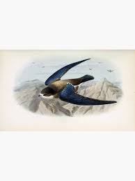 Image result for Hirundapus caudacutus