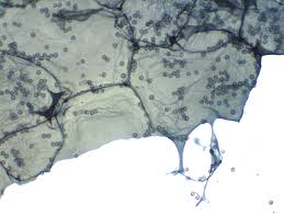 Attēlu rezultāti vaicājumam “Ophiotheca chrysosperma sessile”