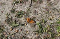 Attēlu rezultāti vaicājumam “Nymphalis xanthomelas larva”