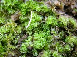 Attēlu rezultāti vaicājumam “Fossombronia wondraczekii”