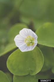 Attēlu rezultāti vaicājumam “Oxalis acetosella”