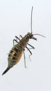 Attēlu rezultāti vaicājumam “Boreus”