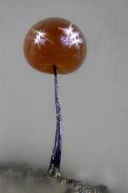 Attēlu rezultāti vaicājumam “Lamproderma columbinum young”