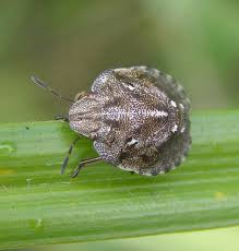 Attēlu rezultāti vaicājumam “Eurygaster testudinaria nymph”