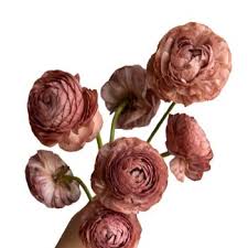 Attēlu rezultāti vaicājumam “Ranunculus brunnescens”