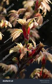 Attēlu rezultāti vaicājumam “Acer pseudoplatanus fo. purpurascens flower”