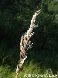 Attēlu rezultāti vaicājumam “Helictotrichon pubescens”