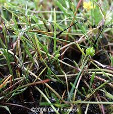 Attēlu rezultāti vaicājumam “Ranunculus flammula leaf”