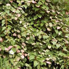 Attēlu rezultāti vaicājumam “Actinidia kolomikta”