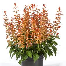 Image result for Salvia splendens