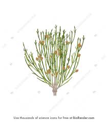 Attēlu rezultāti vaicājumam “Sphagnum palustre sporophyte”