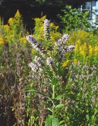 Attēlu rezultāti vaicājumam “Mentha spicata flower”