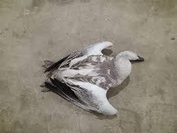 Attēlu rezultāti vaicājumam “Anser anser juvenile”