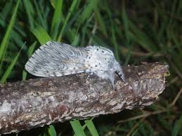 Attēlu rezultāti vaicājumam “Cerura vinula”