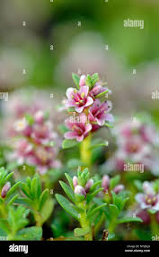 Attēlu rezultāti vaicājumam “Glaux maritima flower”