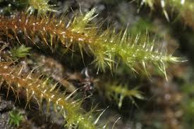 Attēlu rezultāti vaicājumam “Campylium stellatum”