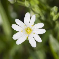Attēlu rezultāti vaicājumam “Stellaria holostea flower”