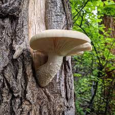 Attēlu rezultāti vaicājumam “Hypsizygus ulmarius”