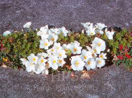 Image result for Nierembergia