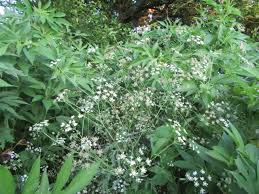 Attēlu rezultāti vaicājumam “Torilis japonica”
