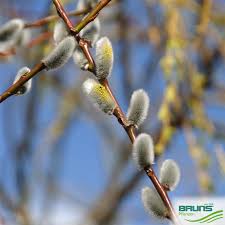 Attēlu rezultāti vaicājumam “Salix daphnoides”