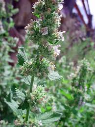 Image result for Nepeta cataria