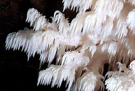 Attēlu rezultāti vaicājumam “Hericium coralloides”