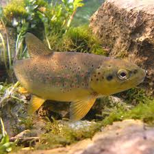 Image result for Salmo zrmanjaensis