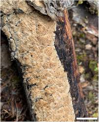 Attēlu rezultāti vaicājumam “Antrodia macra”