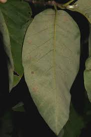 Attēlu rezultāti vaicājumam “Magnolia acuminata leaf”