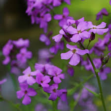 Image result for Hesperis matronalis