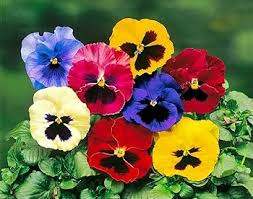 Attēlu rezultāti vaicājumam “Viola tricolor flower”