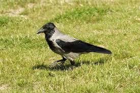 Attēlu rezultāti vaicājumam “Corvus cornix juvenile”