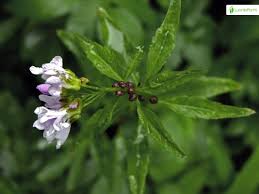 Attēlu rezultāti vaicājumam “Cardamine bulbifera leaf”