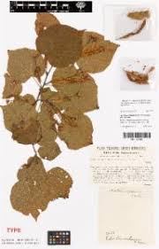 Attēlu rezultāti vaicājumam “Tilia platyphyllos subsp. cordifolia”