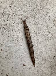 Attēlu rezultāti vaicājumam “Limax maximus”