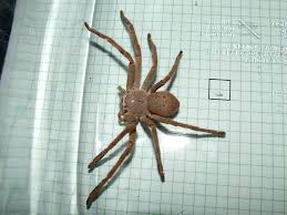 Attēlu rezultāti vaicājumam “Sparassidae”