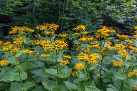 Image result for Telekia speciosa