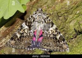 Attēlu rezultāti vaicājumam “Catocala sponsa”