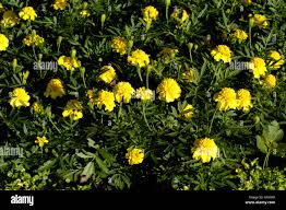 Attēlu rezultāti vaicājumam “Astragalus glycyphyllos flower”